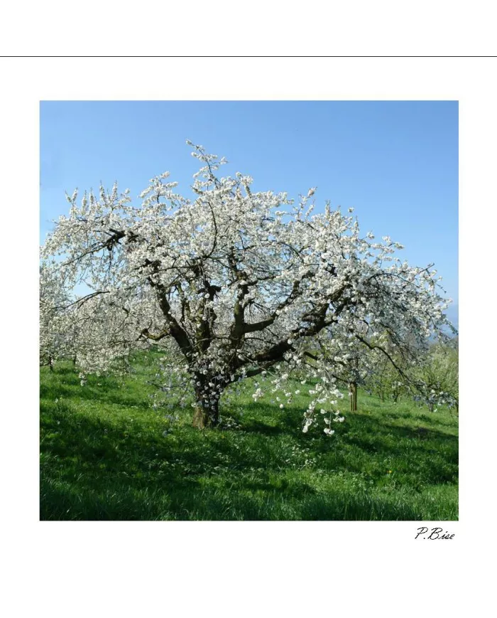 Carte C15 Ambiance N°1786