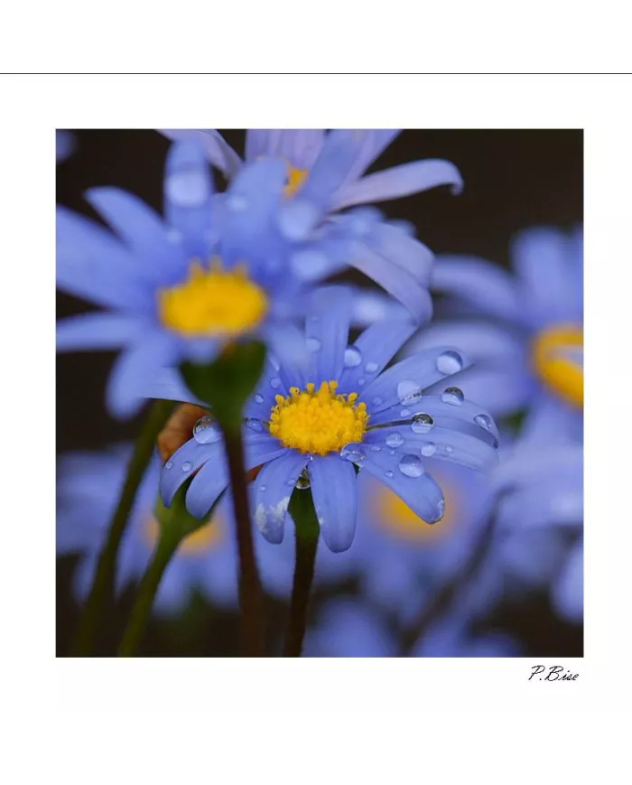 Carte C15 Fleurs N°123
