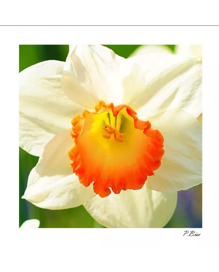 Carte C15 Fleurs N°1349