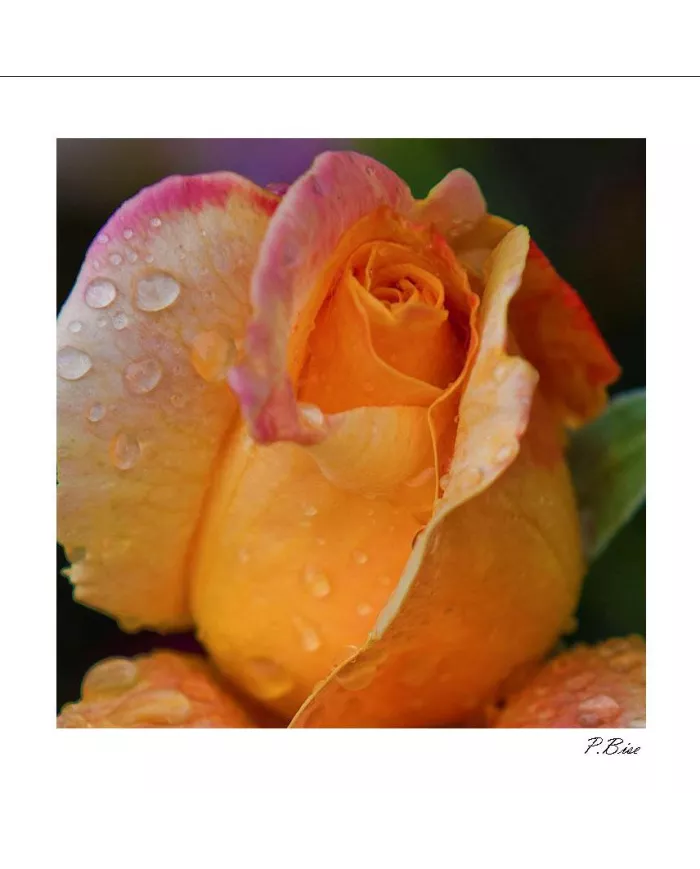 Carte C15 Fleurs N°8890