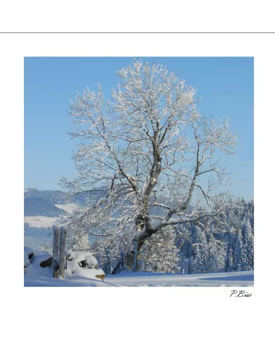 Carte C15 Hiver N°57