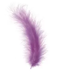 Plumes Marabout Nature