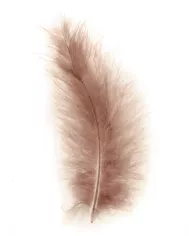 Plumes Marabout Nature