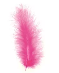 Plumes Marabout Nature