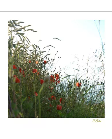 Carte Fleurs - 03-003