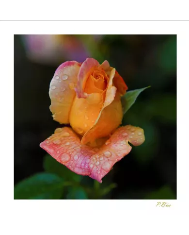 Carte Fleurs - 8890-003