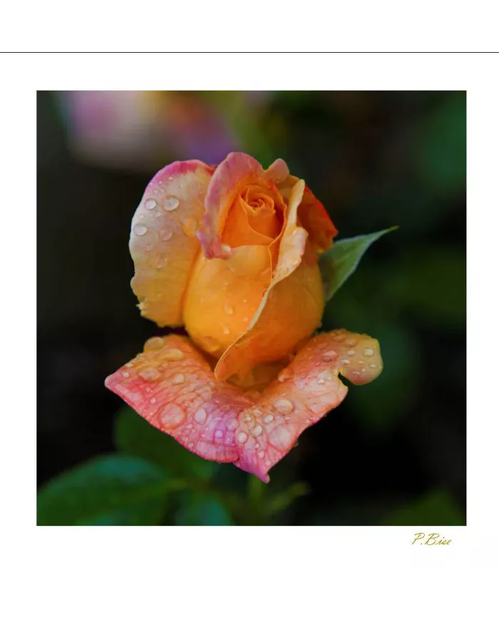Carte Fleurs - 8890-003