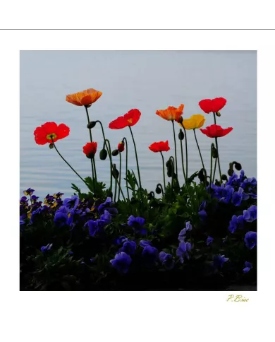 Carte Fleurs - 1276-003