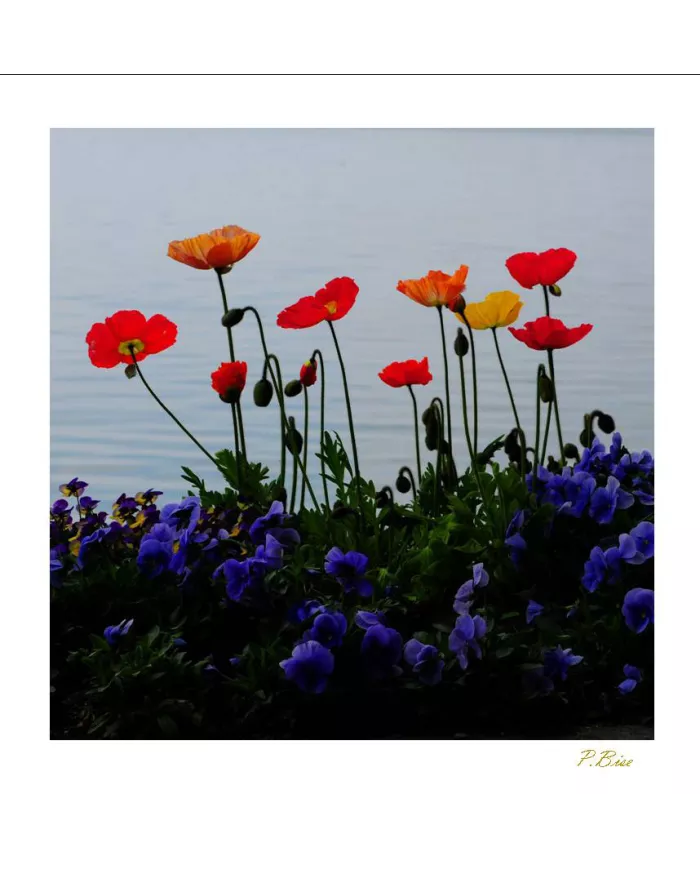 Carte Fleurs - 1276-003