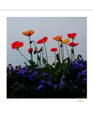 Carte Fleurs - 8890-003