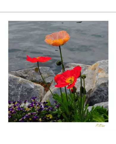 Carte Fleurs - 1232-003