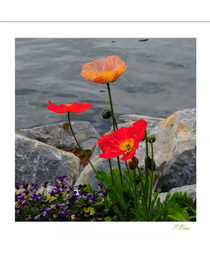 Carte Fleurs - 1232-003