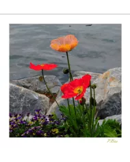 Carte Fleurs - 795-003