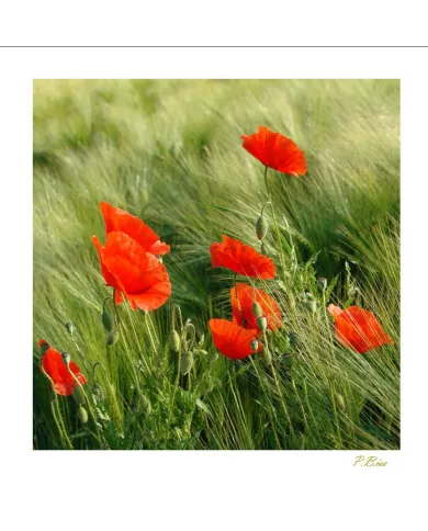 Carte Fleurs - 795-003