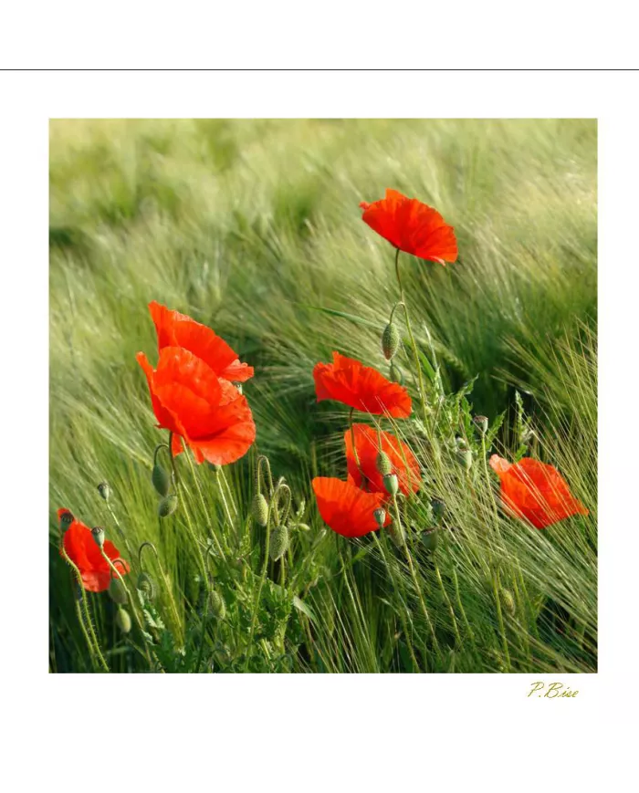 Carte Fleurs - 795-003