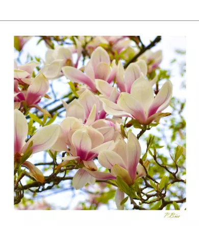 Carte Fleurs - 1619-003