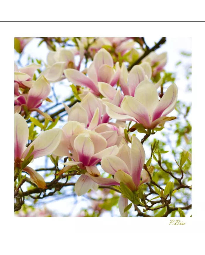 Carte Fleurs - 1619-003