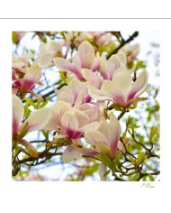 Carte Fleurs - 795-003