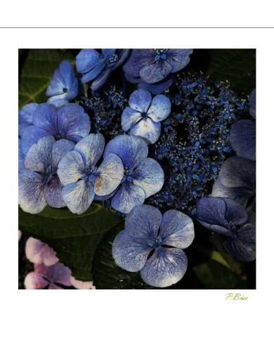 Carte Fleurs - 172-003