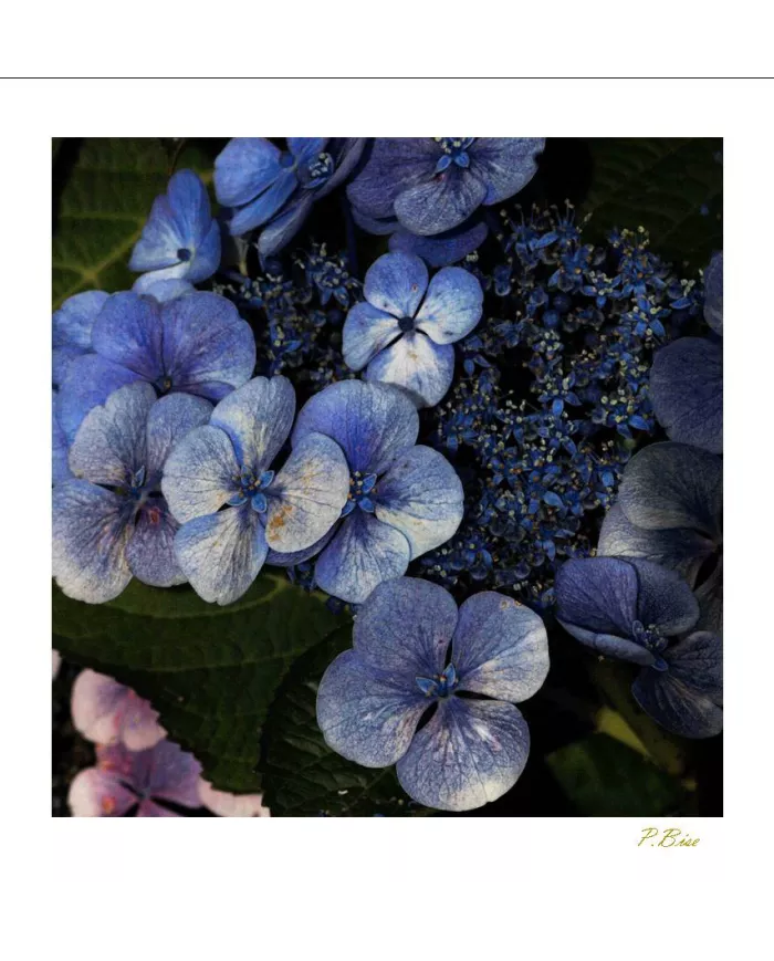 Carte Fleurs - 172-003