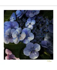 Carte Fleurs - 172-003