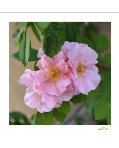 Carte Fleurs - 3001-003