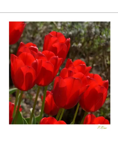 Carte Fleurs - 1612-003