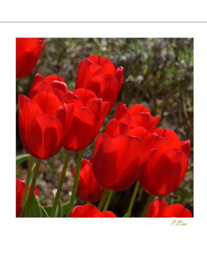 Carte Fleurs - 1612-003