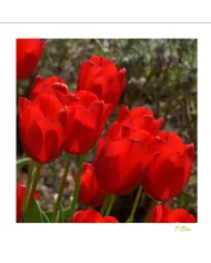 Carte Fleurs - 3001-003