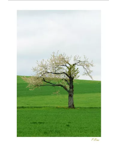 Carte Ambiance - 296-001