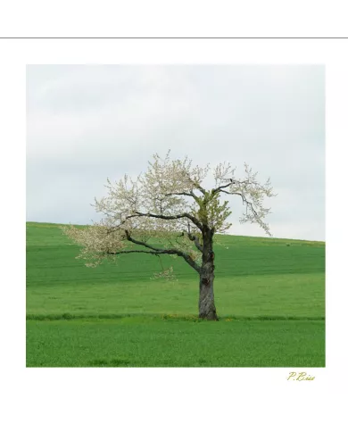 Carte Ambiance - 296-001