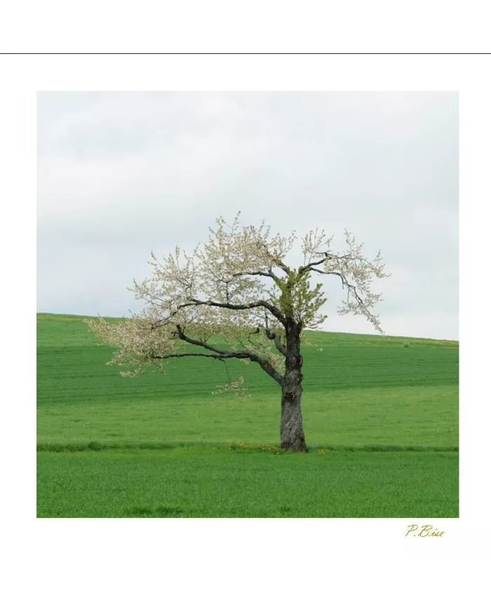 Carte Ambiance - 296-001
