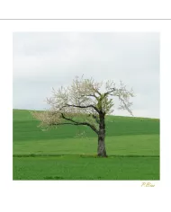 Carte Ambiance - 356-001