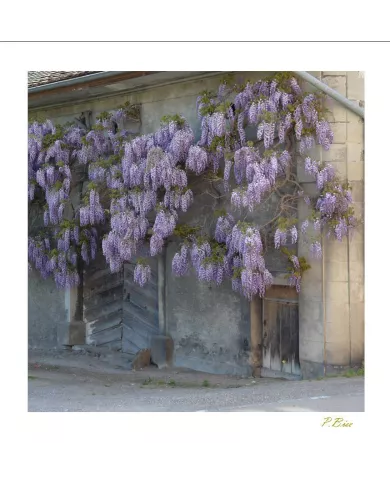 Carte Ambiance - 376-001