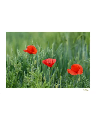 Carte Fleurs - 07-003