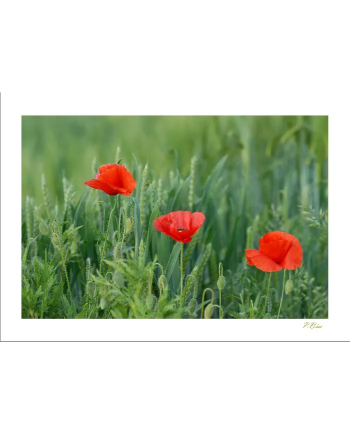 Carte Fleurs - 07-003