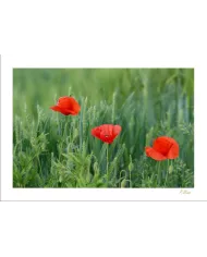 Carte Fleurs - 35-003
