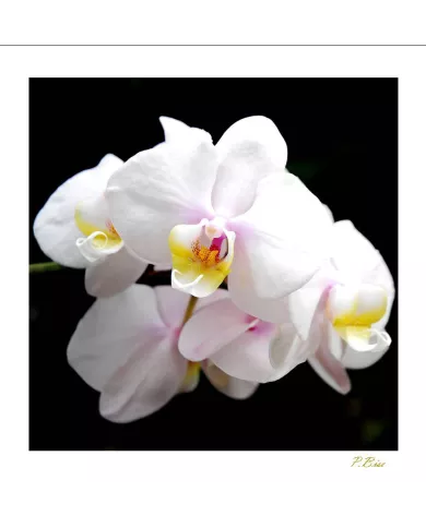 Carte Fleurs - 35-003