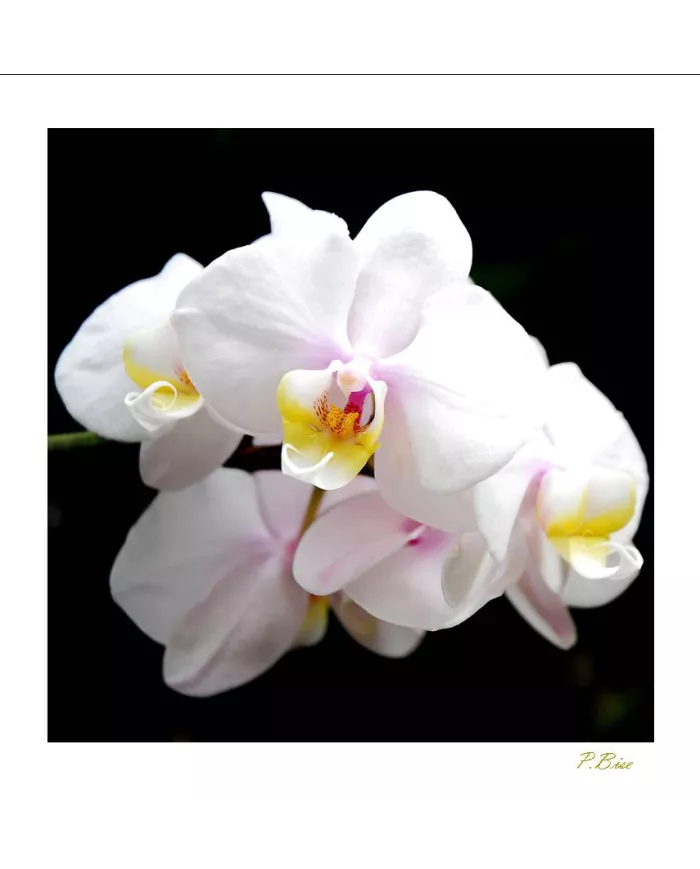 Carte Fleurs - 35-003