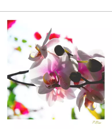 Carte Fleurs - 54-003