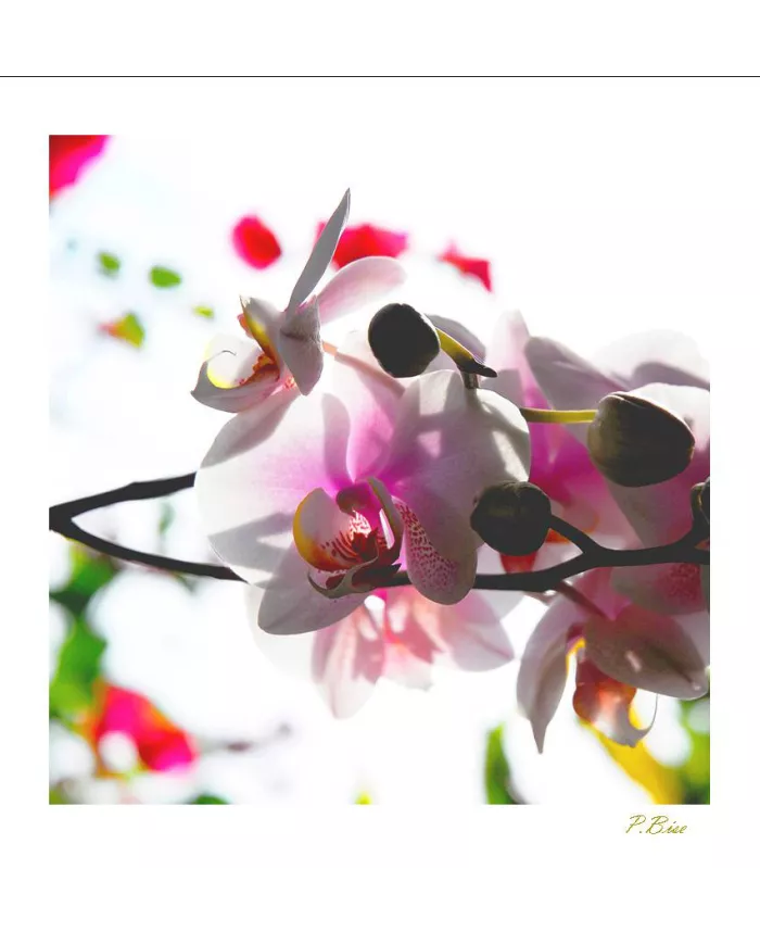 Carte Fleurs - 54-003