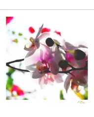 Carte Fleurs - 35-003