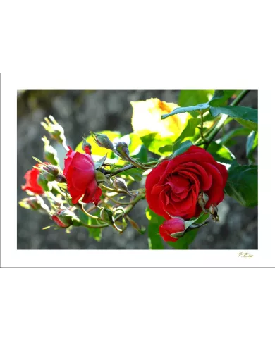 Carte Fleurs - 73-003