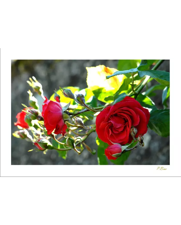 Carte Fleurs - 73-003