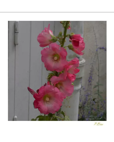 Carte Fleurs - 81-003
