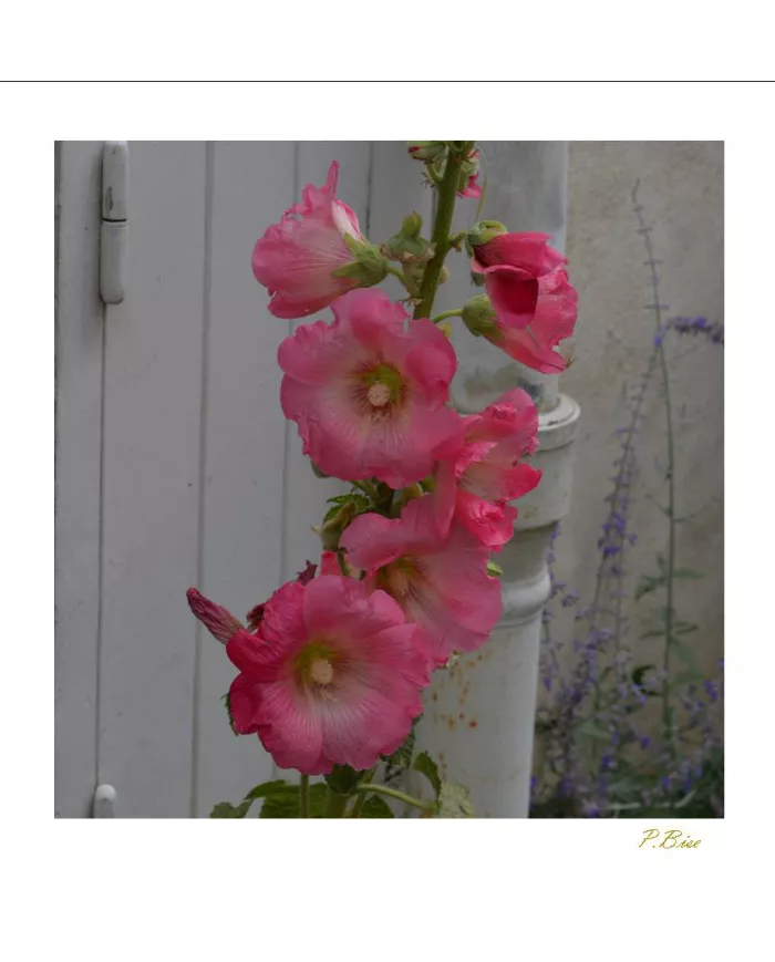 Carte Fleurs - 81-003