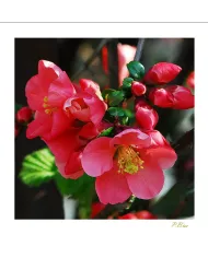 Carte Fleurs - 3244-003