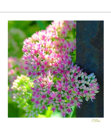 Carte Fleurs - 3244-003