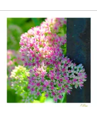 Carte Fleurs - 1220-003