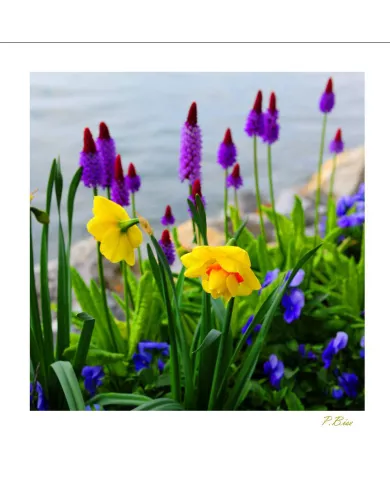 Carte Fleurs - 1220-003